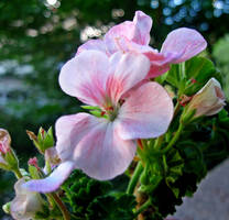 geranium