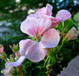 geranium