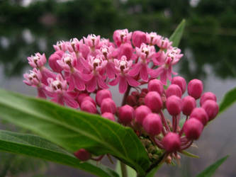 Pink Flowers