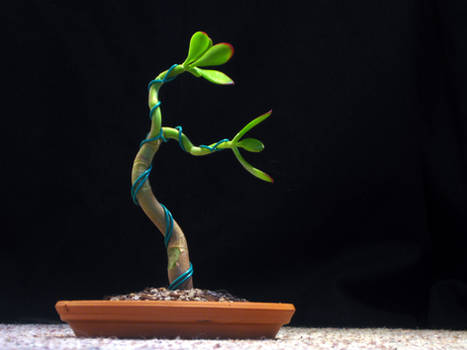 Jade Bonsai