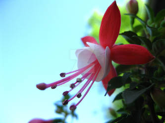 Fuchsia