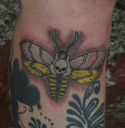 Death's Head Hawk Moth