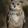 Eurasian Eagle Owl