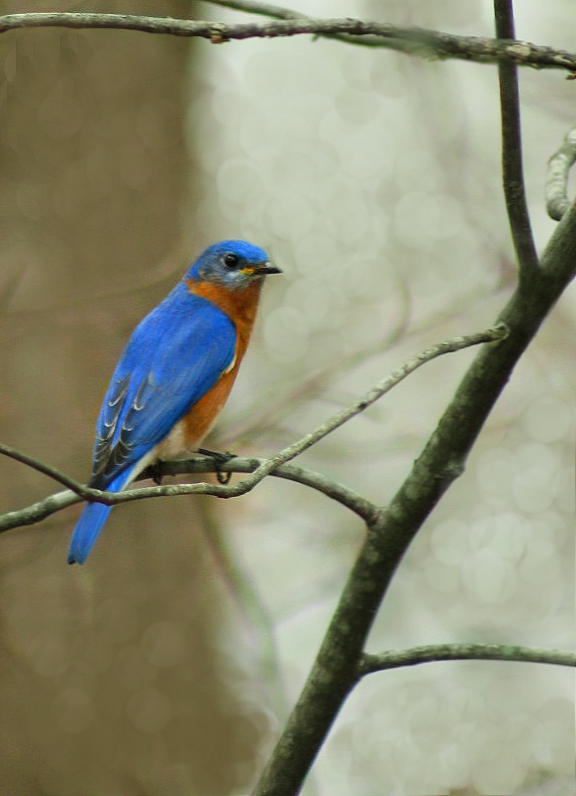 Eastern Bluebird Male