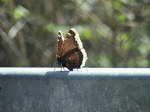 Butterfly by JamesDarrow