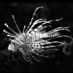 ...pterois volitans... by roblfc1892