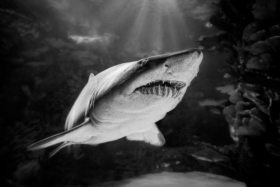 ...jaws II... by roblfc1892