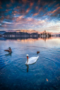 ...bled XXVI...