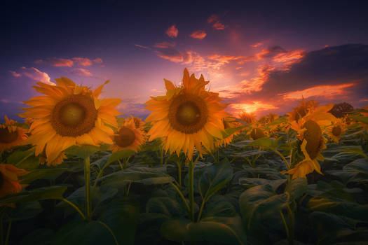 sunflowers