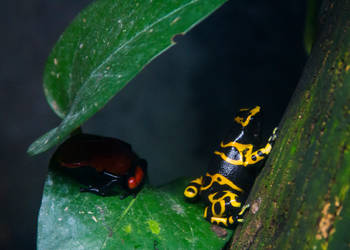 Dart frogs