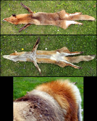 Sampson red fox with white spots SOLD