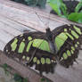 Malachite butterfly