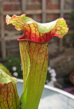 Pitcher plant