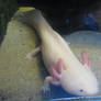 Axolotl