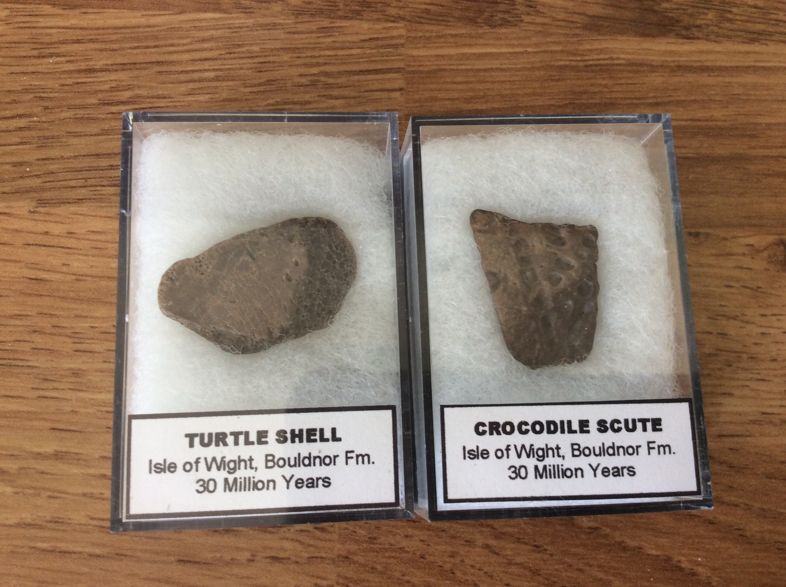 Isle of Wight fossils