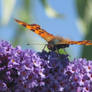 Comma butterfly