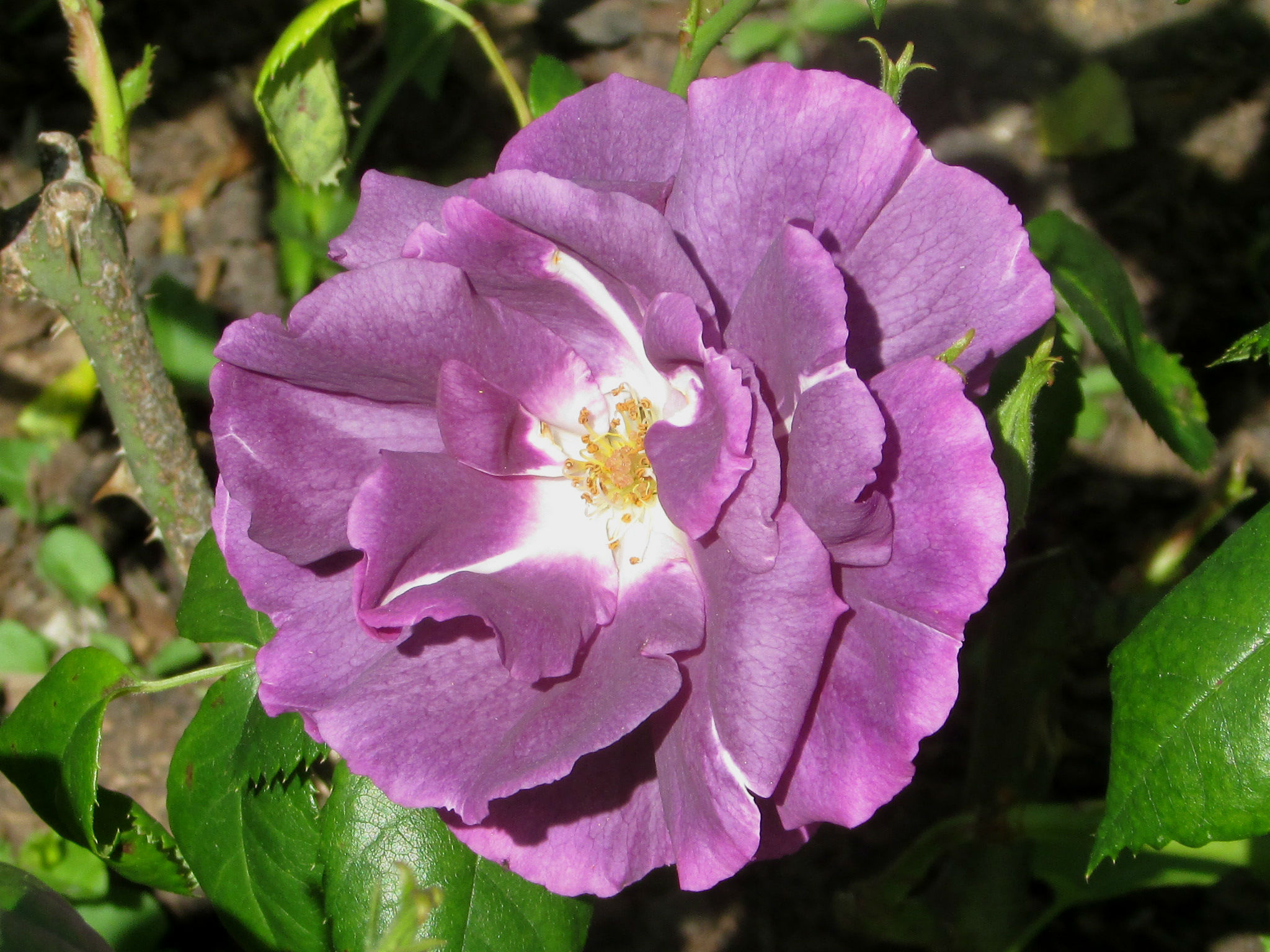 Purple rose