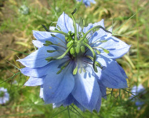 Blue flower