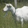 Saanen goat