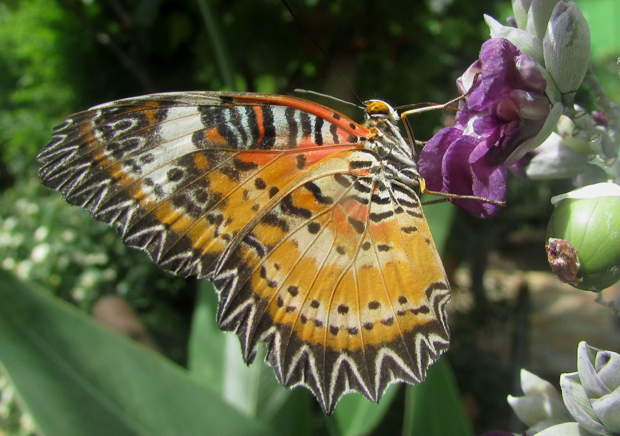 Leopard lacewing