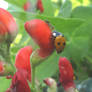 The ladybird and the ant