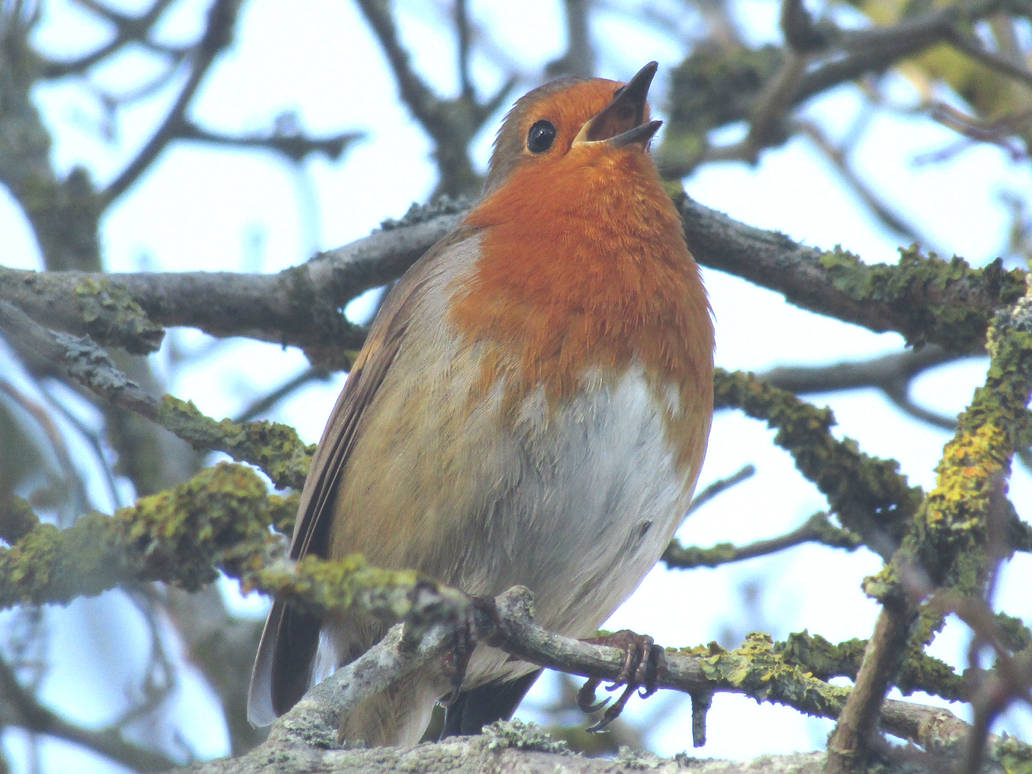Singing robin by Vaya-Dragon on DeviantArt