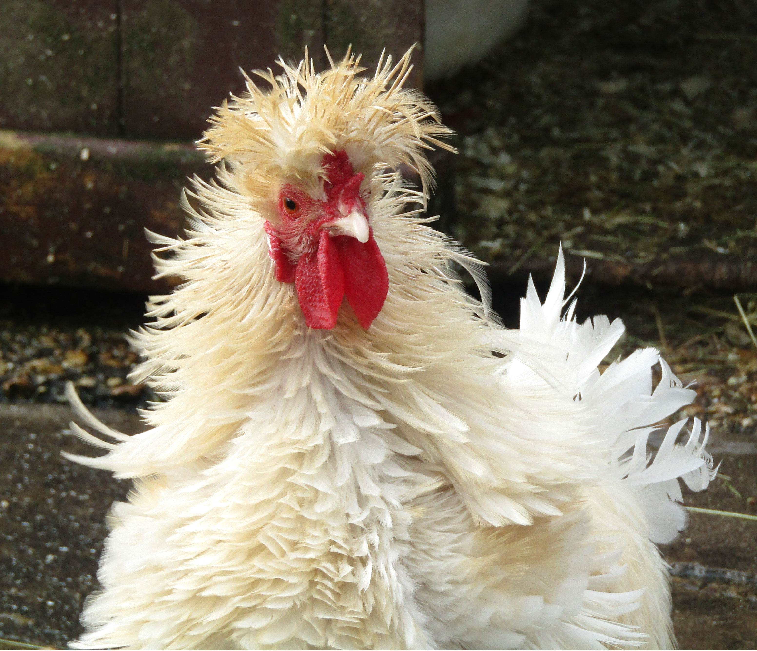 Chicken Crazy Hair Crazy Chicken Hair
