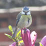 Blue tit on magnolia