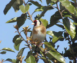 Goldfinch tree