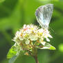 Holly blue butterfly