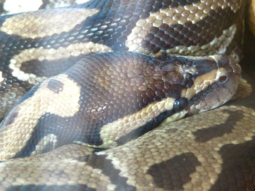 Royal python portrait by Vaya-Dragon on DeviantArt
