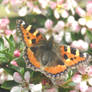 Tortoiseshell butterfly