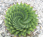 Spiral leaved aloe by Sia-Mon