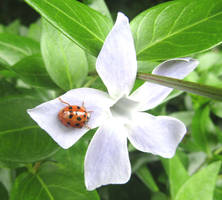 Harlequin ladybird on flower