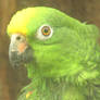 Amazon parrot portrait