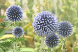 Globe thistles