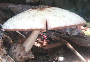 Big mushroom by Sia-Mon