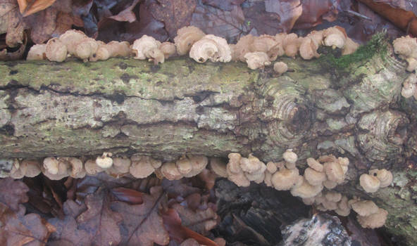 Crust fungi