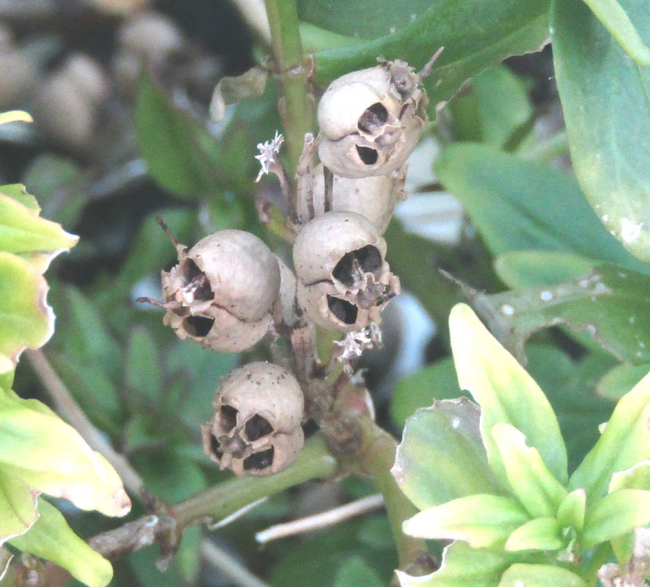 Snapdragon Seed Pod PIXIE SKULLS Snapdragon Seed Pod Sterling Silver snapdragon-seed-pod-pixie-skulls-snapdragon-seed-pod-sterling-silver