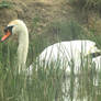 Swan in the marshes