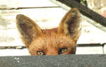 Peeping fox by Sia-Mon