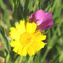 Corn marigold and corncockle