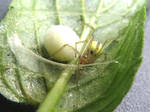 Cucumber spider and her egg sack by Vaya-Dragon