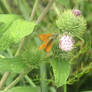 Skipper butterfly on thistle