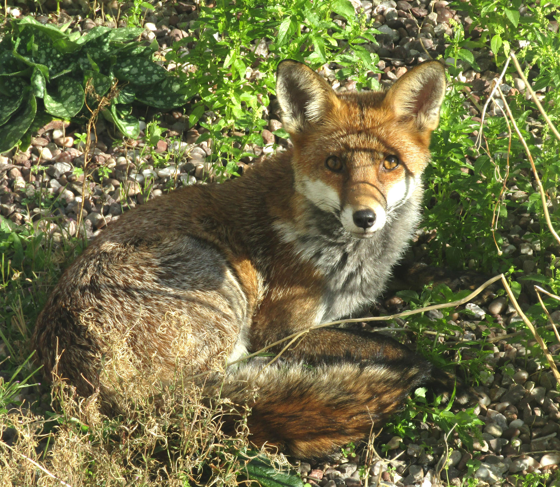 Garden fox by Vaya-Dragon on DeviantArt