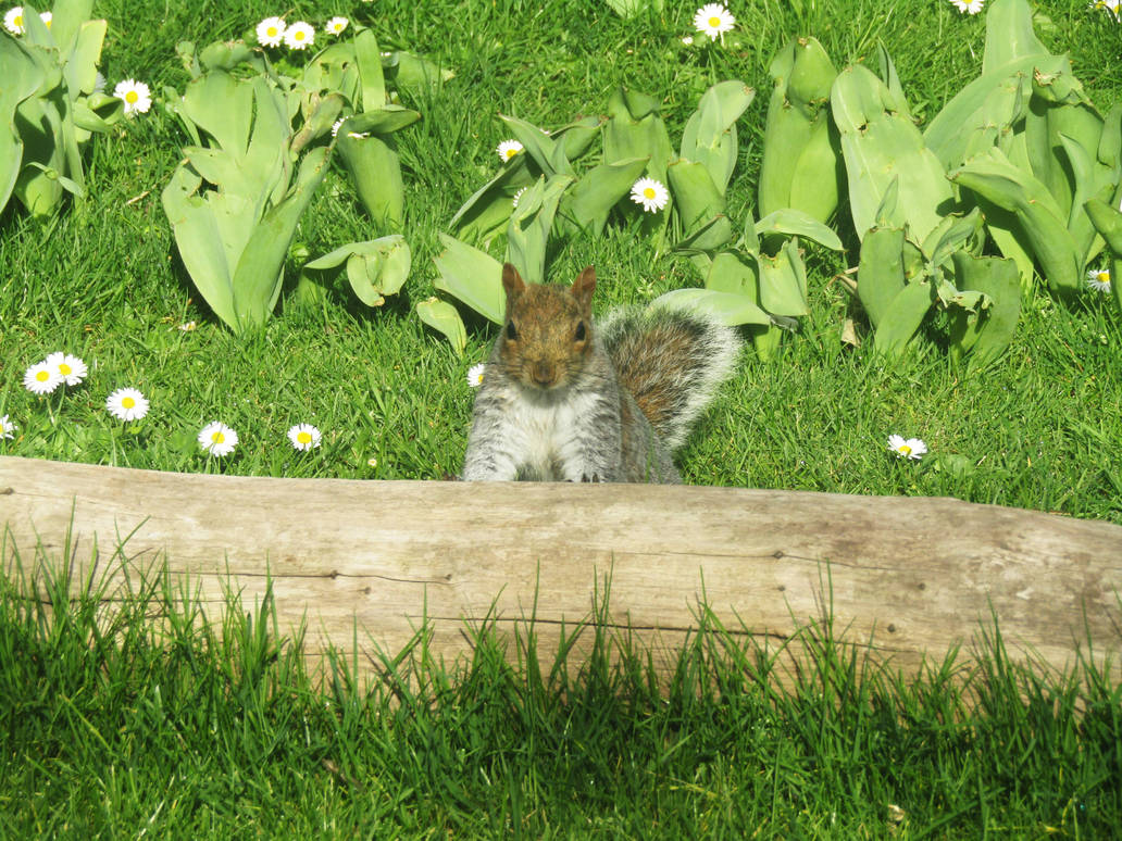 Spring squirrel by Vaya-Dragon on DeviantArt