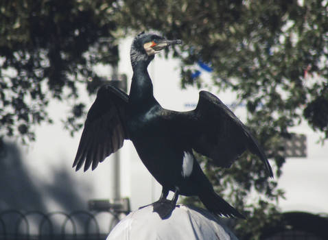 Cormorant's wings