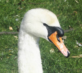 Mute swan portrait