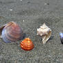 Shells