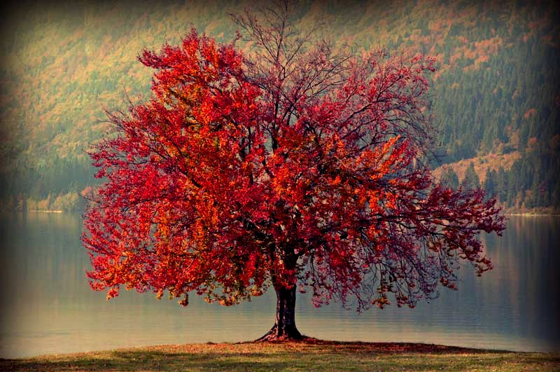 red tree